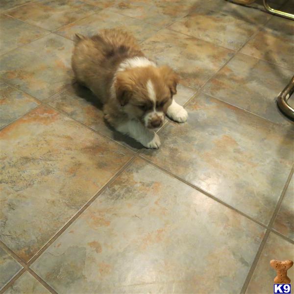 AussiePups Picture 2